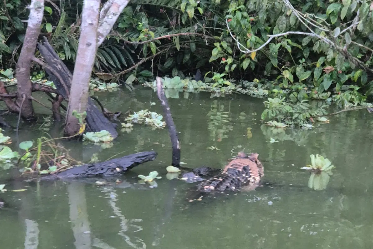 Black caiman resting on the shore of an Amazon lagoon
