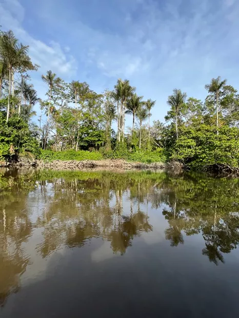 Palm trees mirrored in the still water of a lagoon