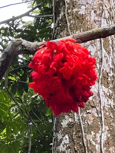 Cluster of vivid red tropical flowers