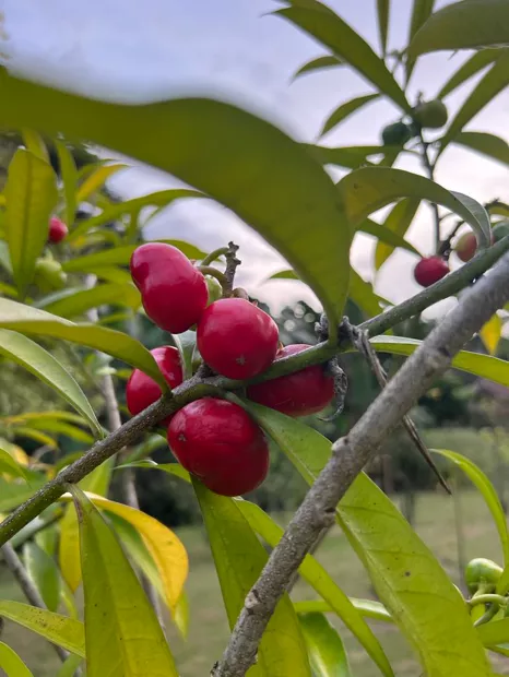 Cluster of red wild fruit by the river