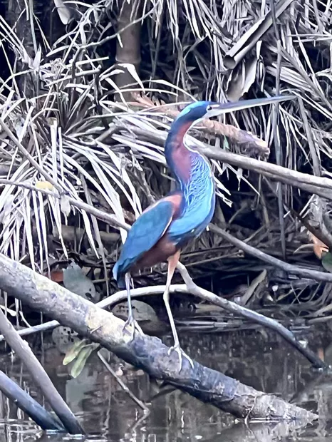 Blue heron perched on a branch among palm fronds