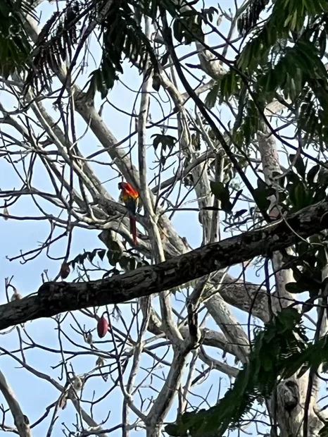 Red macaw perched on a bare branch in the canopy