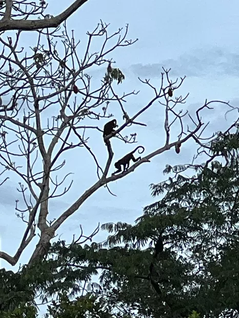 Two monkeys climbing a bare tree against the sky